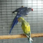 Q: What are the primary warning signs that I should look for when evaluating different Parakeet breeders in New Jersey?