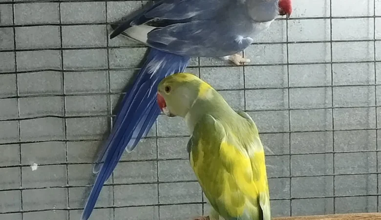 Parakeet birds for sale in Texas