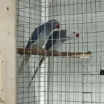 Q: What are the biggest red flags to look for when evaluating different Parakeet breeders in New Mexico?
