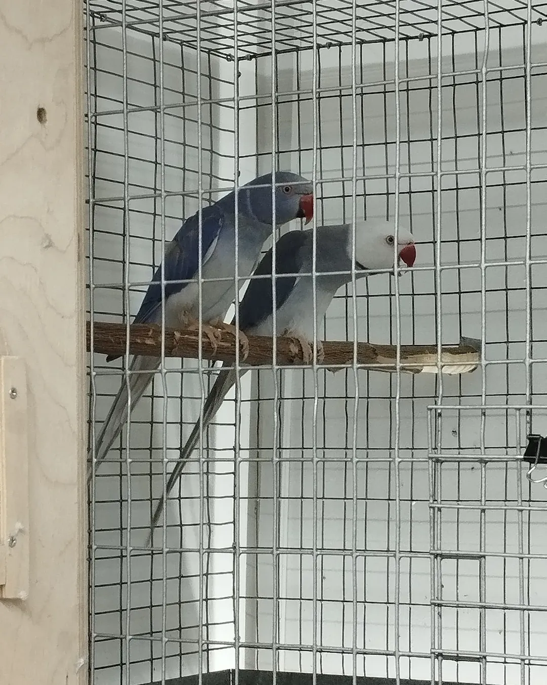 Parakeet parrots for sale in Iowa