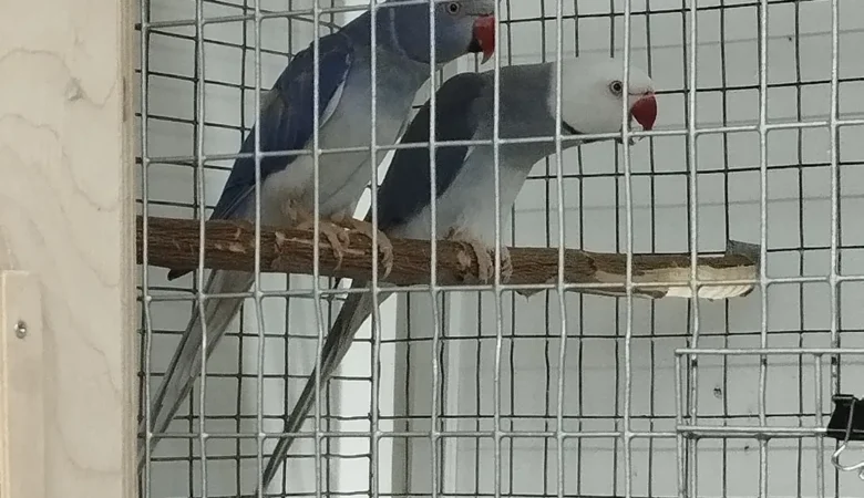 Parakeet birds for sale in Vermont