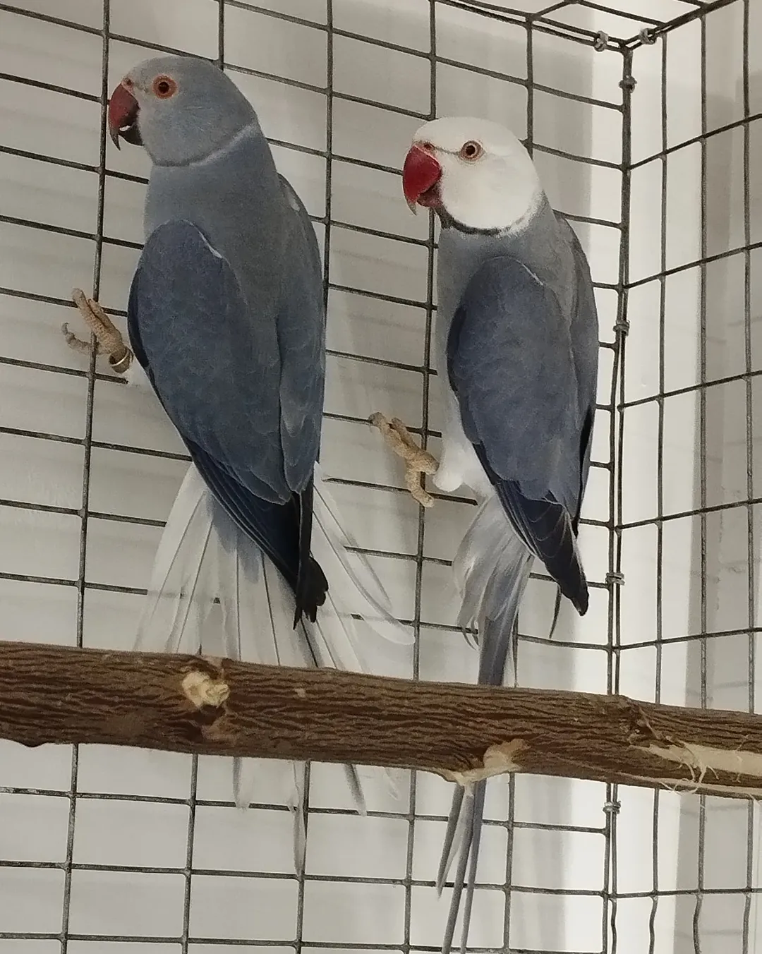 Parakeet breeders in Ireland
