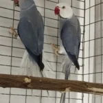 Q: If I suspect my parakeet has severe separation anxiety, when should I see a vet?
