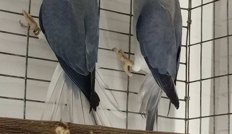 Parakeet birds for sale in Virginia