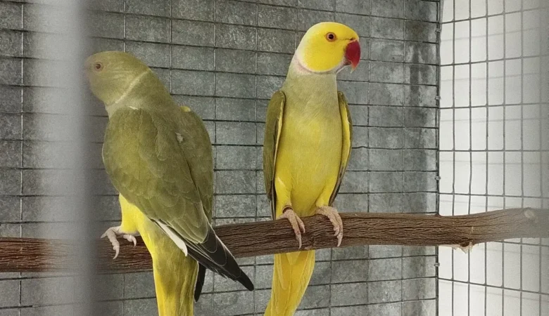 Parakeet parrots for sale in Puerto Rico