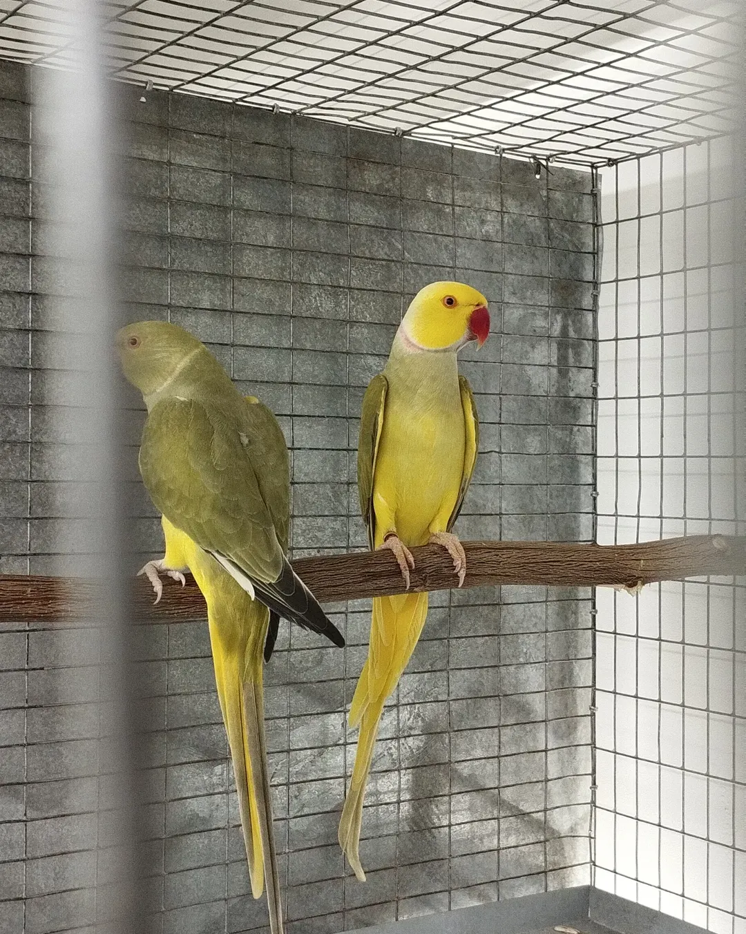 Parakeet parrots for sale in Puerto Rico