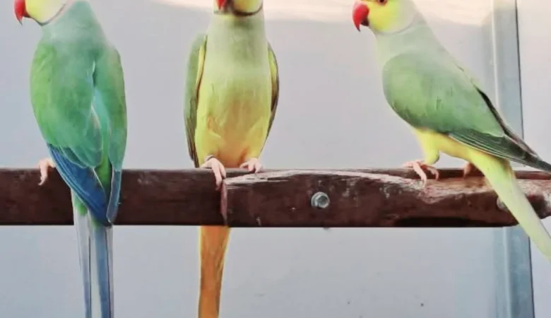 Parakeet parrots in New Zealand