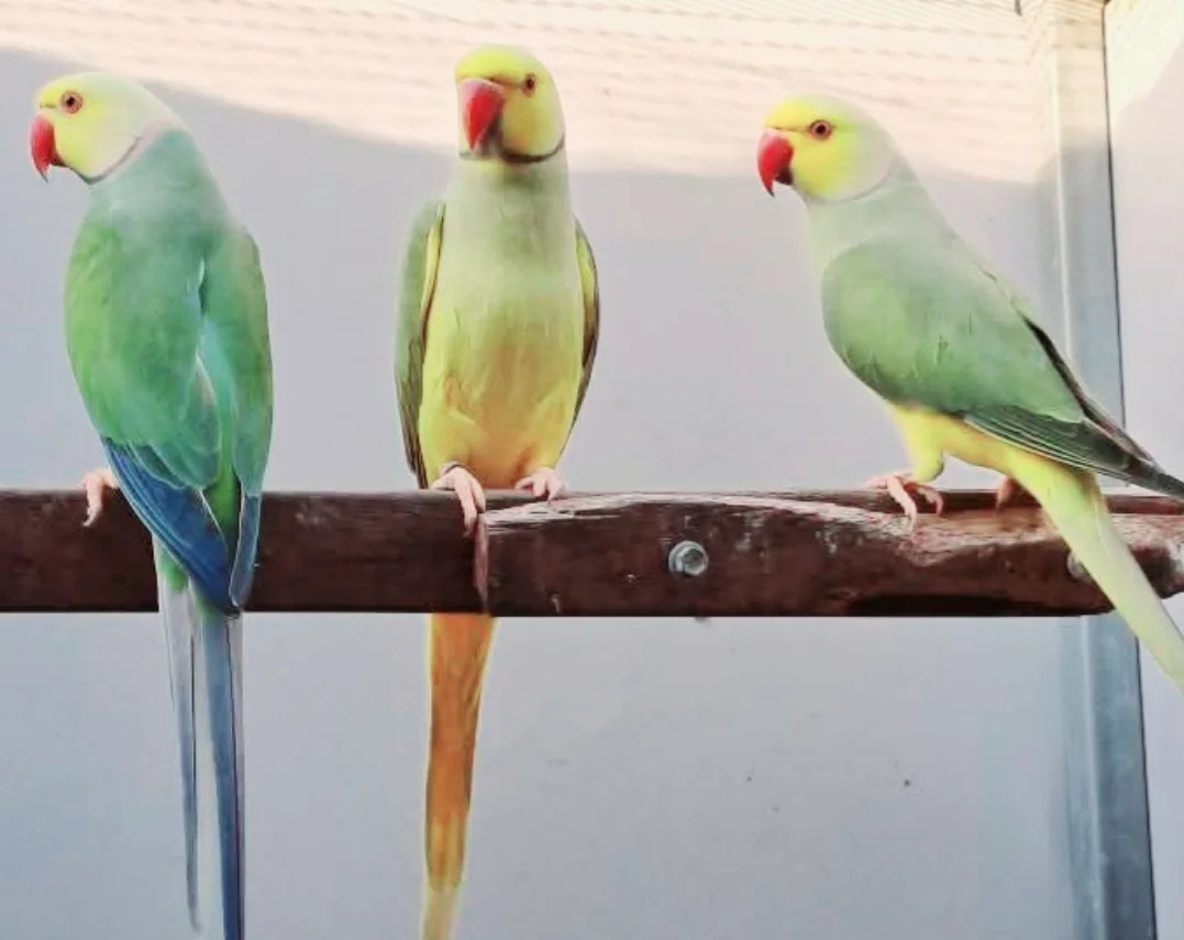 Parakeet parrots in New Zealand