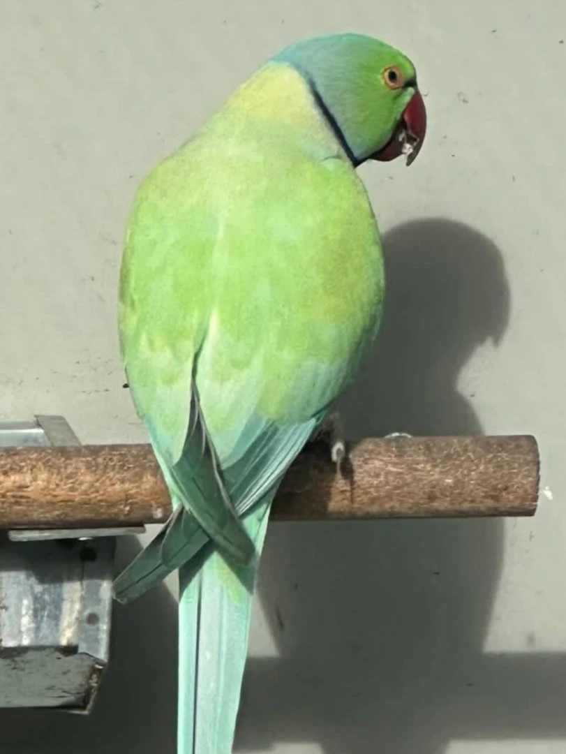 Parakeet parrots in United Arab Emirates