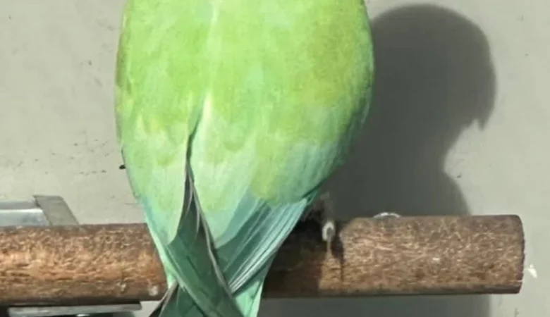 Parakeet parrots for sale in New Zealand
