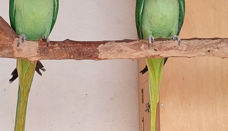 Parakeet parrots for sale in Australia