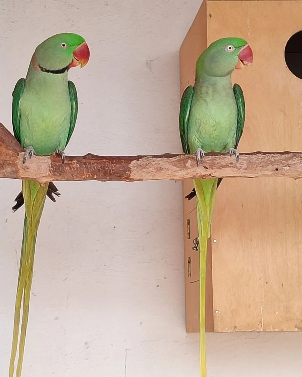Parakeet parrots for sale in Australia