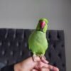 Female parakeets for sale