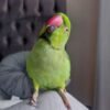 Female parakeets for sale