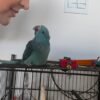 parakeet parrots for sale