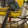 parakeet parrots for sale