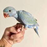 PARAKEET FOR SALE