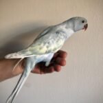 PARAKEET FOR SALE