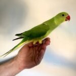 PARAKEET FOR SALE