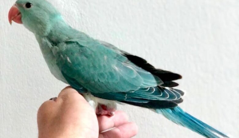 Parakeet breeders in Nevada