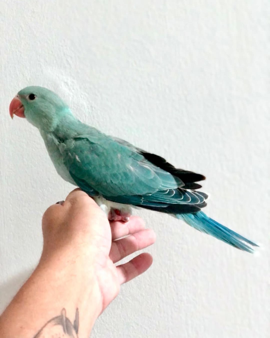 Parakeet breeders in Nevada
