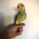 Q: How exactly does the Lifetime Support for parakeet Owners work at THE PARAKEET FOR SALE HOME?