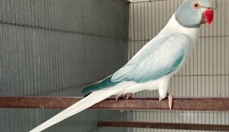 Parakeet breeders in Nebraska
