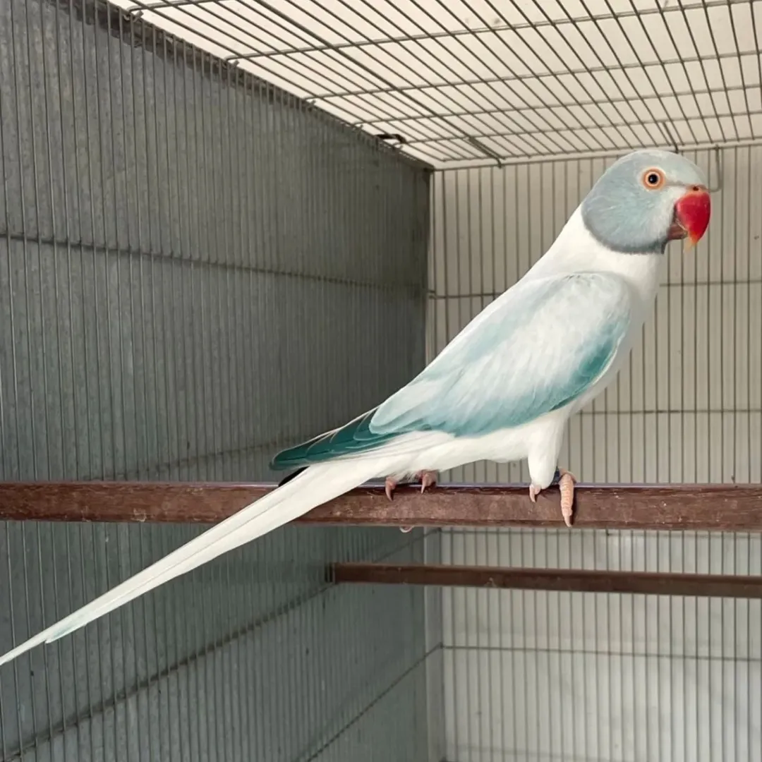 Parakeet breeders in Nebraska