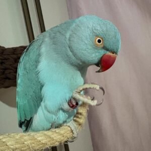 lineolated parakeets for sale