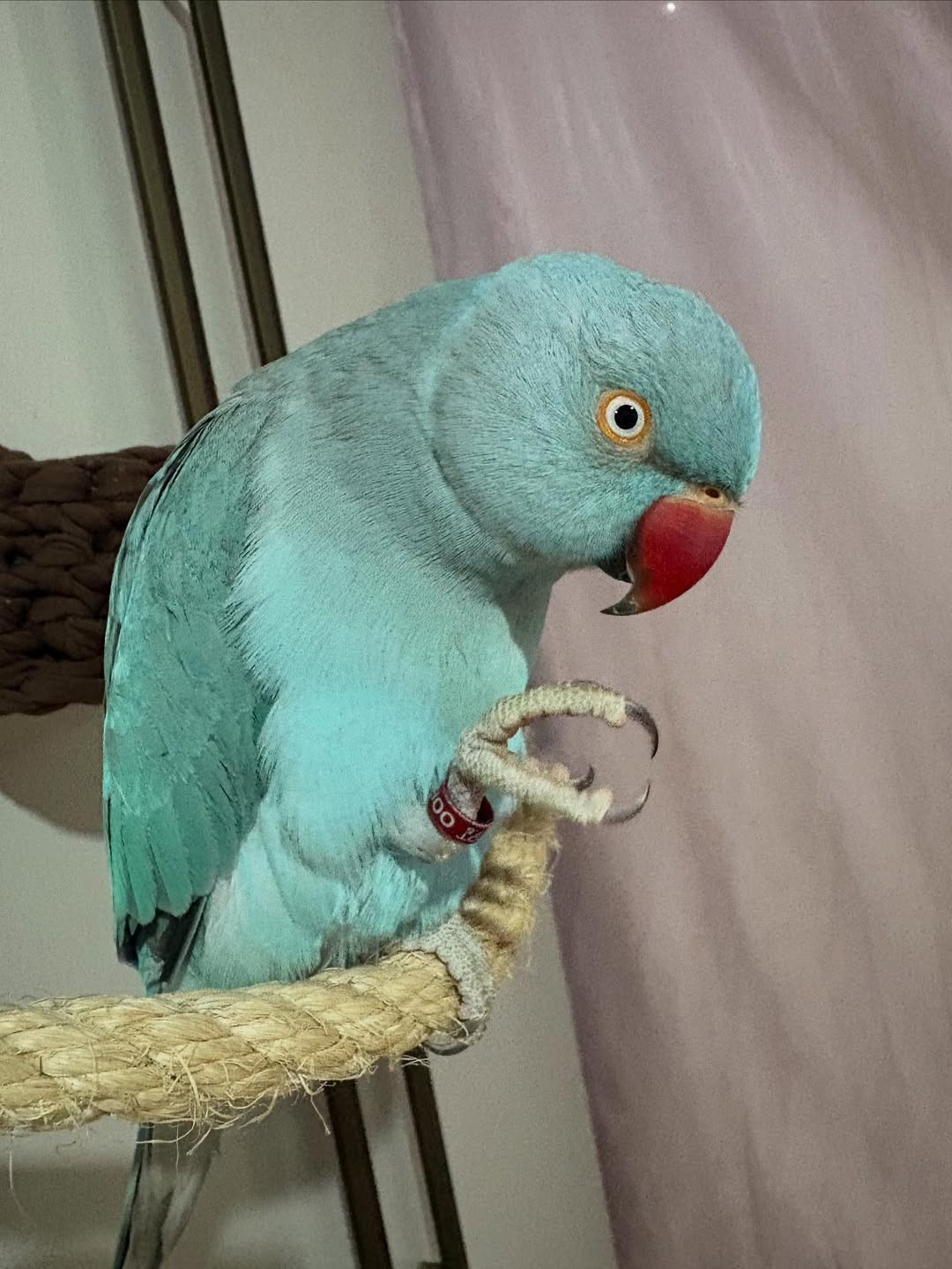 lineolated parakeets for sale
