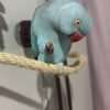 lineolated parakeets for sale