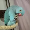 lineolated parakeets for sale