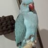 lineolated parakeets for sale