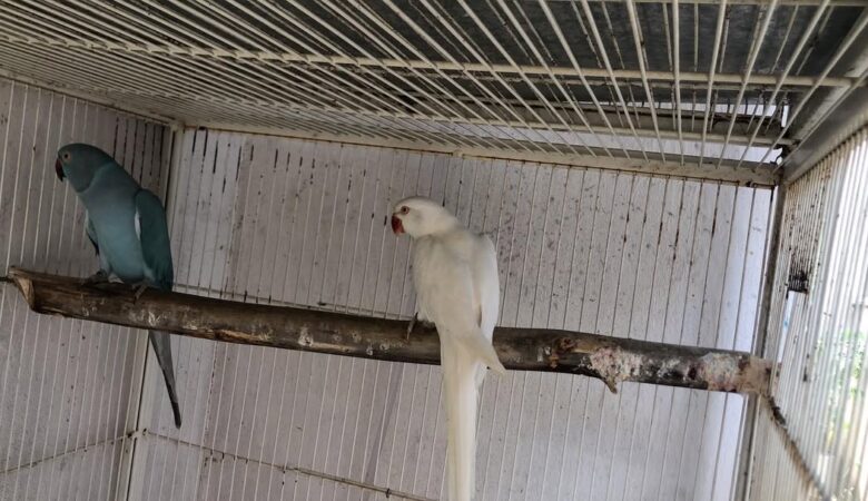 Parakeet breeders in Montana