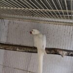 Q: Why is Preparing Your Home for a parakeets so important before the bird arrives?