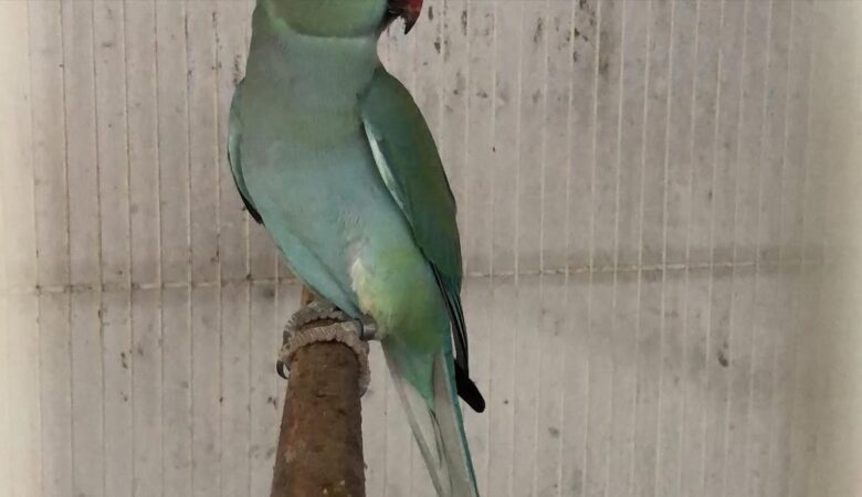Parakeet breeders in Maryland