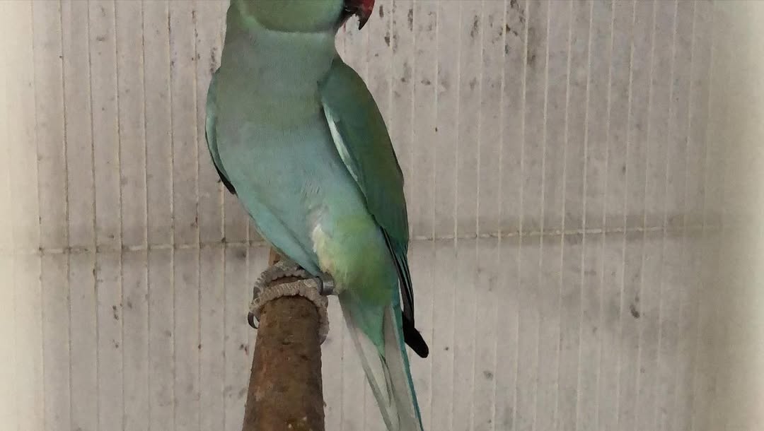 Parakeet breeders in Maryland