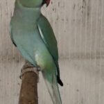 Q: Why buy a parakeet bird from us compared to a local pet store?