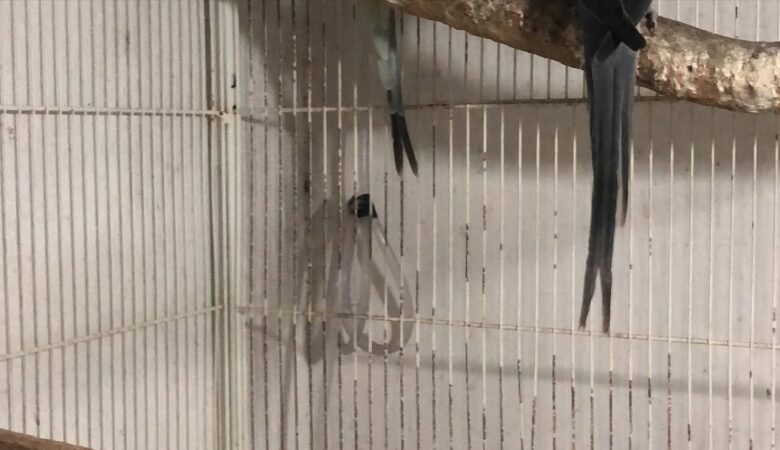 Parakeet breeders in Massachusetts