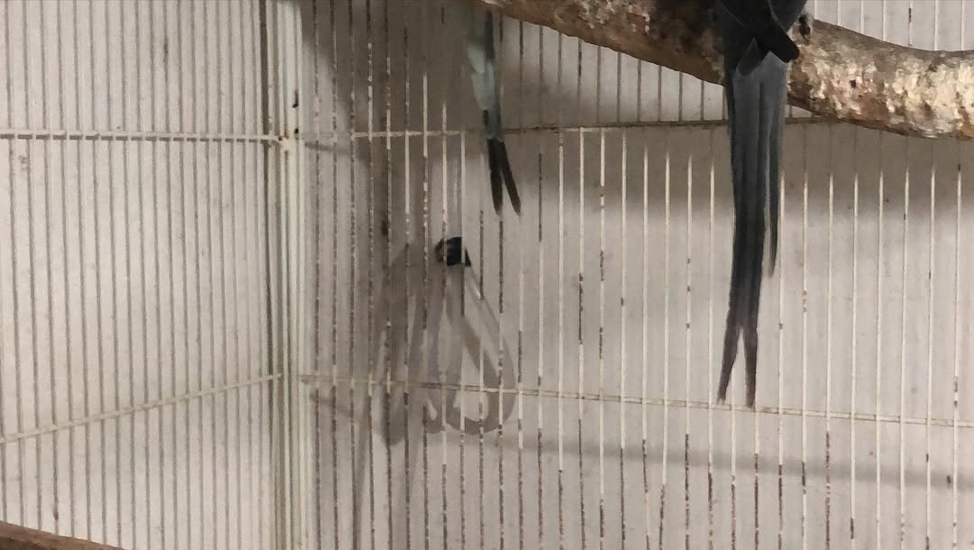 Parakeet breeders in Massachusetts