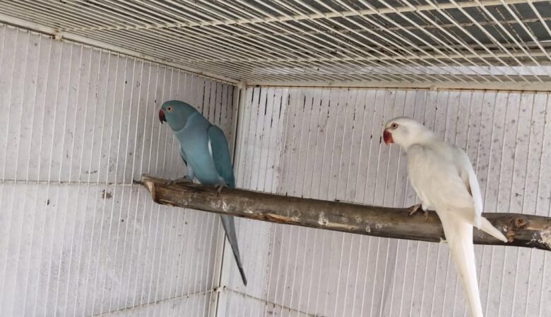 Parakeet breeders in Michigan