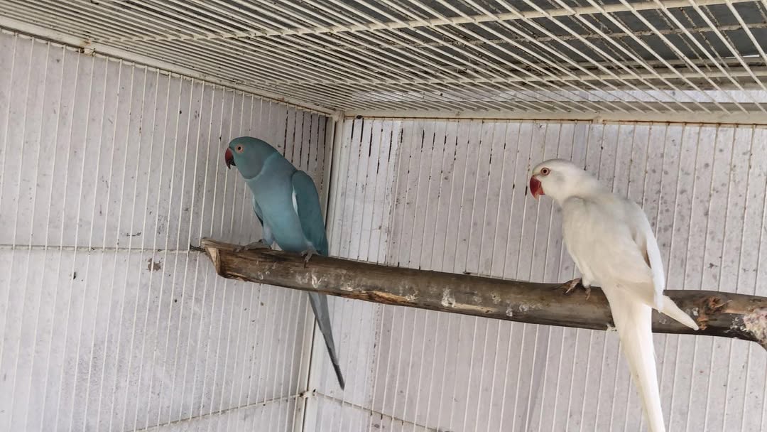 Parakeet breeders in Michigan
