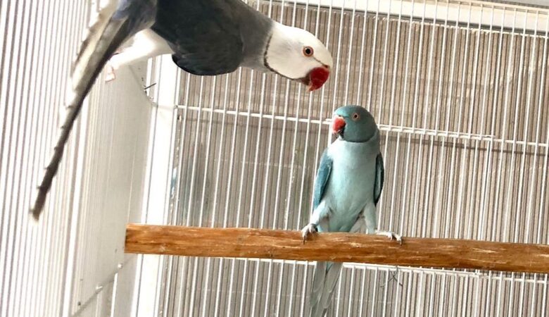 Parakeet breeders in Mississippi