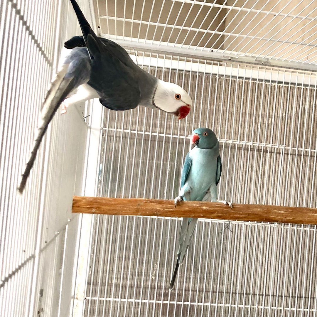 Parakeet breeders in Mississippi