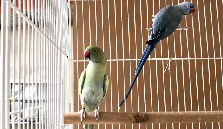 Parakeet breeders in Missouri