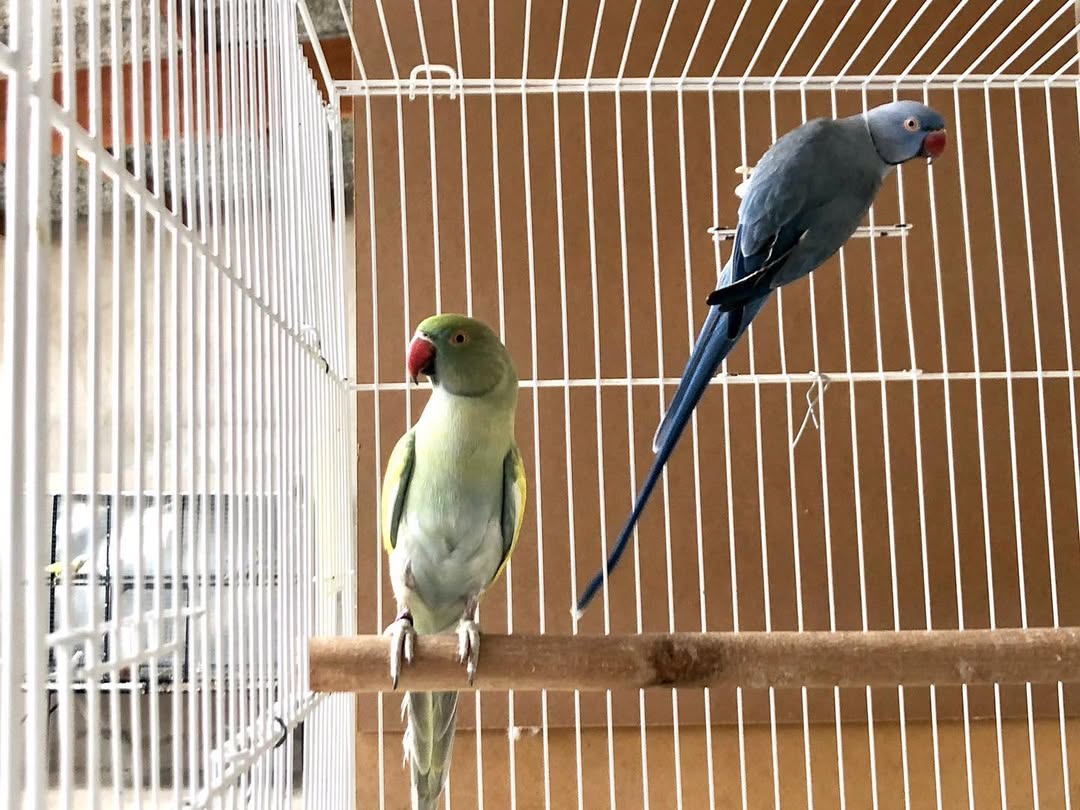 Parakeet breeders in Missouri