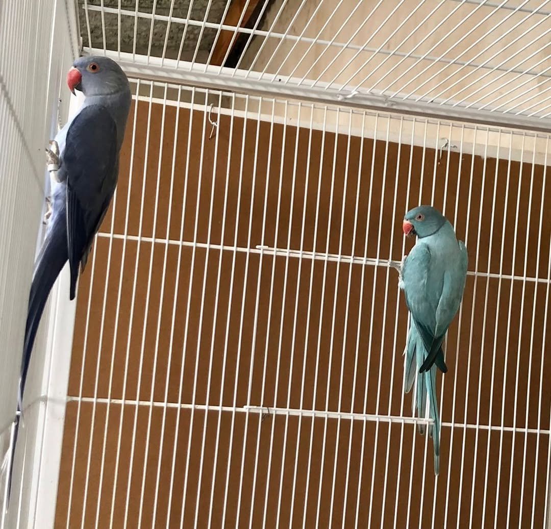 Parakeet parrots in Maryland