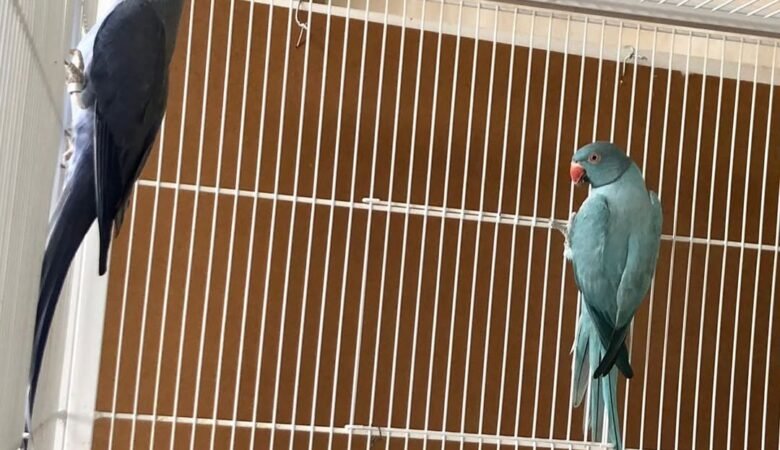 Parakeet birds in New Jersey