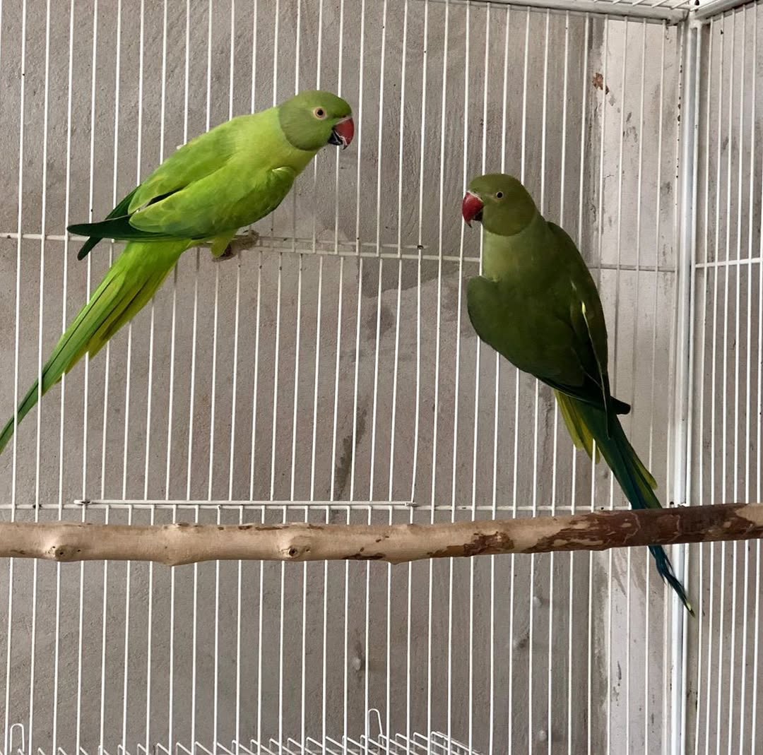 Parakeets for sale in Minnesota