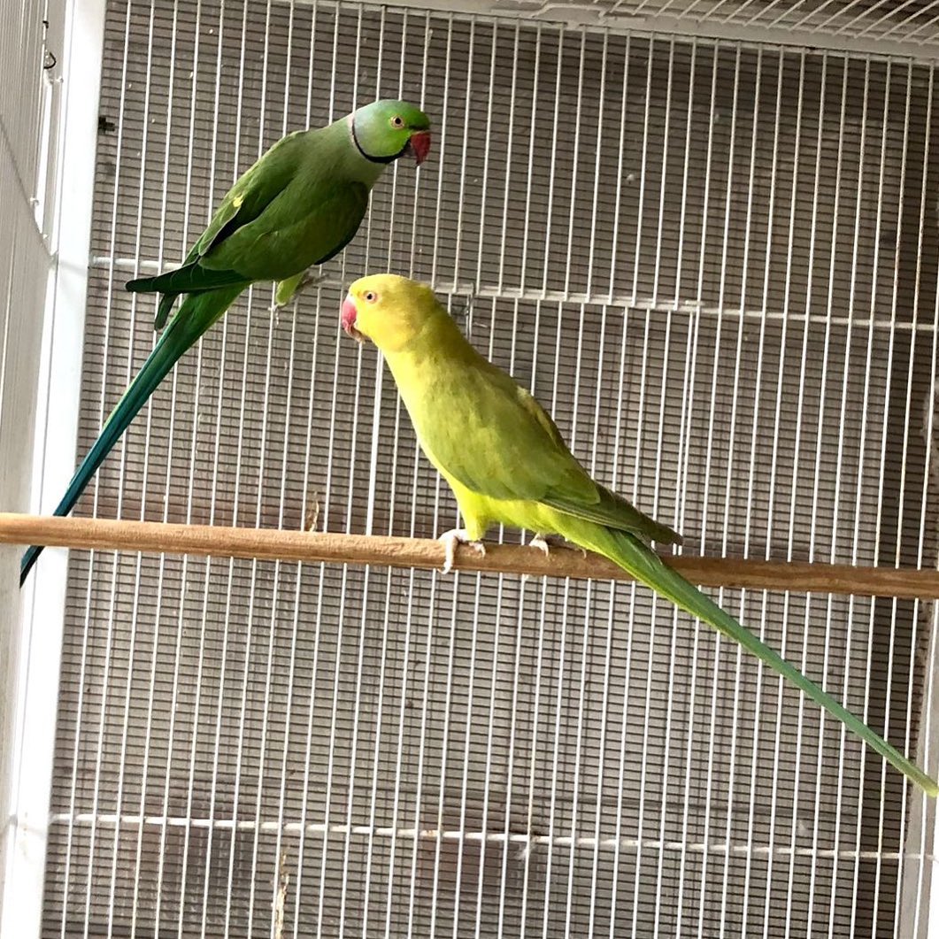 Parakeets for sale in New Jersey